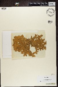 Lobaria pulmonaria image