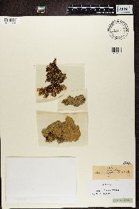 Lobaria scrobiculata image
