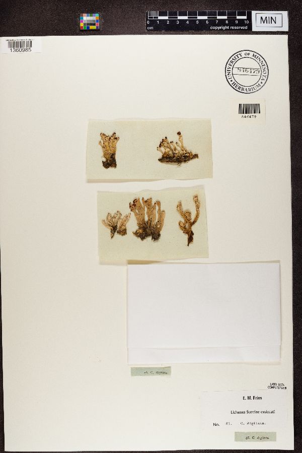 Cenomyce digitata image