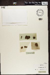 Stereocaulon pileatum image