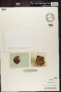 Stereocaulon paschale image