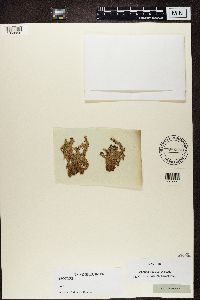 Stereocaulon tomentosum image