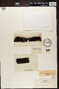 Image Associated With the Occurrence