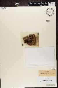 Physconia grisea image