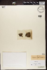 Pannaria rubiginosa image