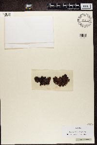 Parmelia omphalodes image