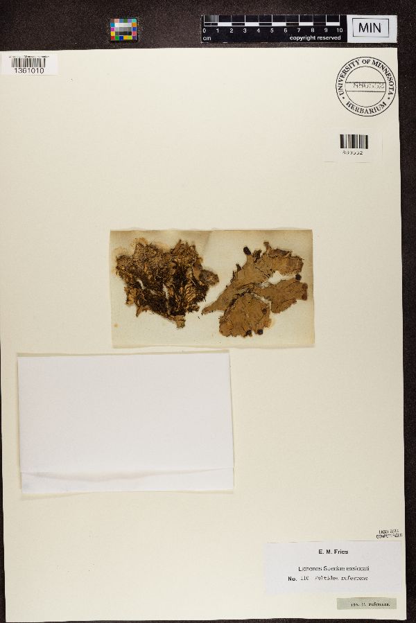 Peltidea rufescens image