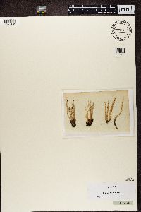 Cladonia cornuta image