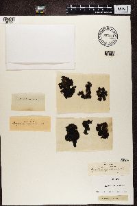 Umbilicaria hyperborea image