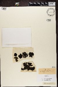 Umbilicaria torrefacta image