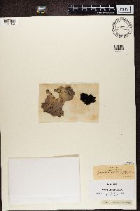 Umbilicaria vellea image