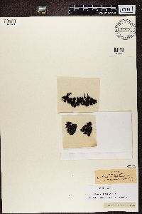 Collema cristatum image