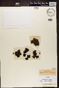 Collema flaccidum image