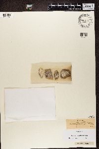 Lecanora parella image