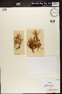Evernia prunastri image
