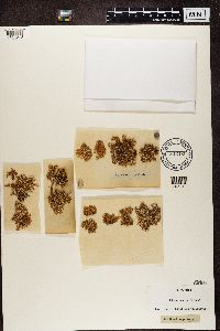 Ramalina pollinaria image