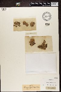 Baeomyces rufus image