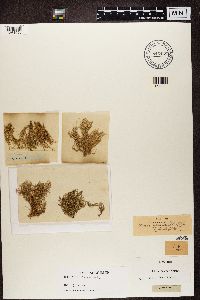 Usnea hirta image