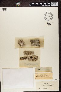 Thumbnail image of current specimen