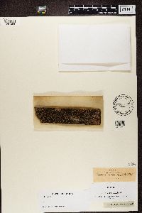 Lecidella euphorea image