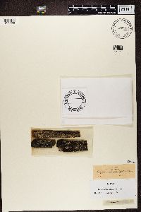 Hypocenomyce scalaris image