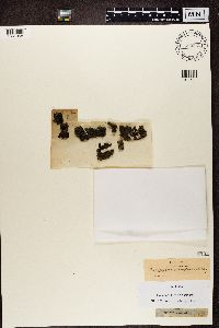 Vahliella leucophaea image