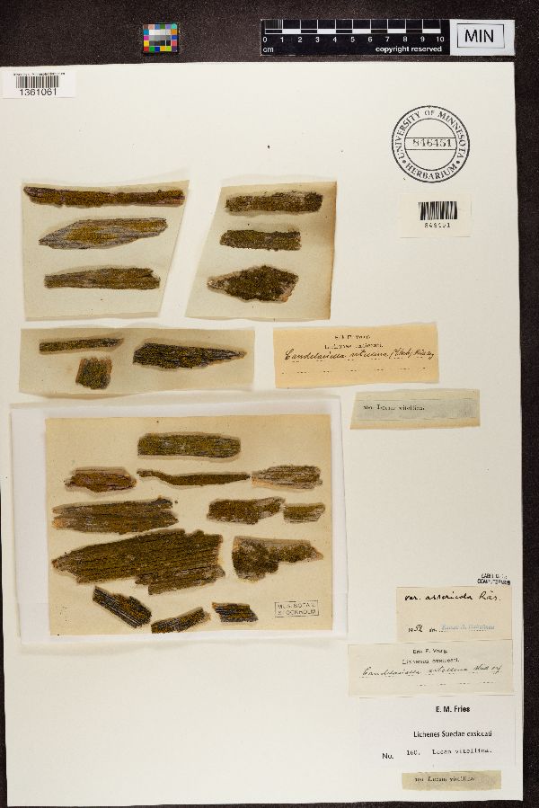 Candelariella vitellina image