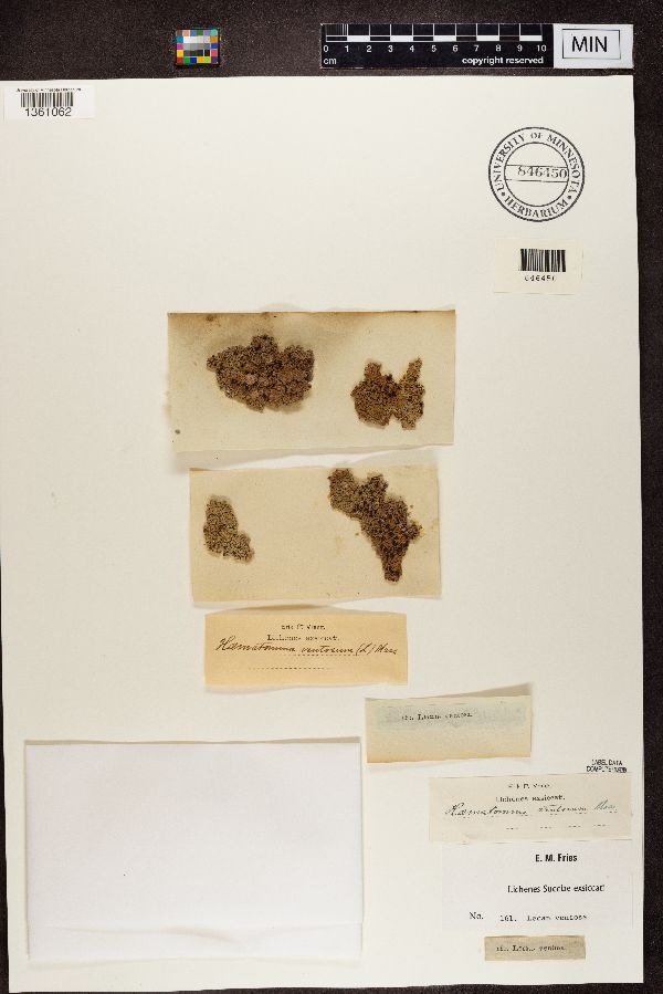 Ophioparmaceae image