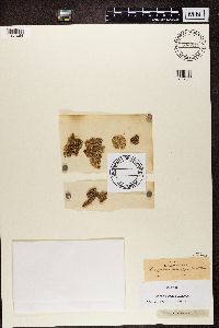 Protoparmeliopsis muralis image