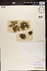 Xanthoparmelia conspersa image