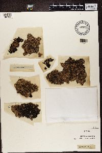 Parmelia saxatilis image