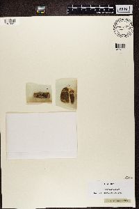 Arthopyrenia analepta image