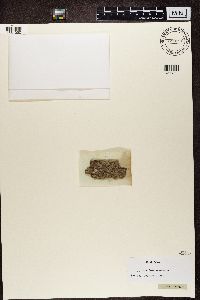 Alyxoria varia image