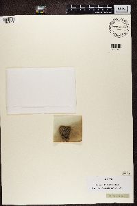 Alyxoria varia image