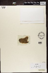 Opegrapha vermicellifera image