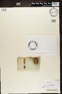 Lecania cyrtella image