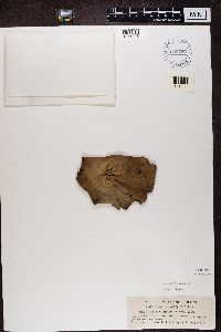 Umbilicaria mammulata image