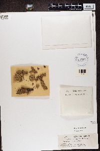 Parmotrema reticulatum image