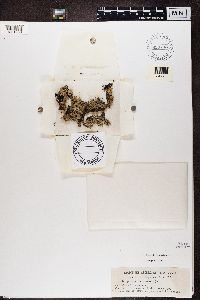 Hypogymnia physodes image