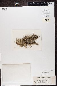 Cladonia rangiferina image