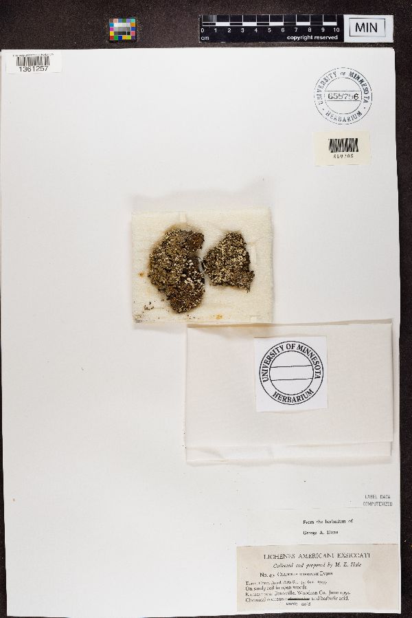 Cladonia robbinsii image