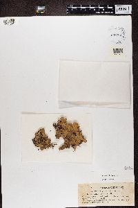 Lobaria quercizans image