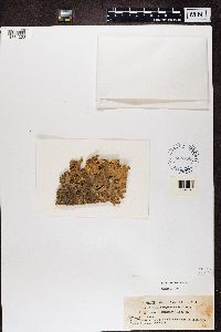 Lobaria pulmonaria image