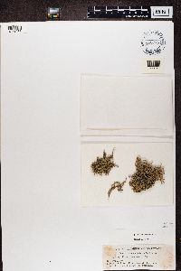 Evernia mesomorpha image