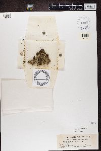 Media resource of Myelochroa aurulenta