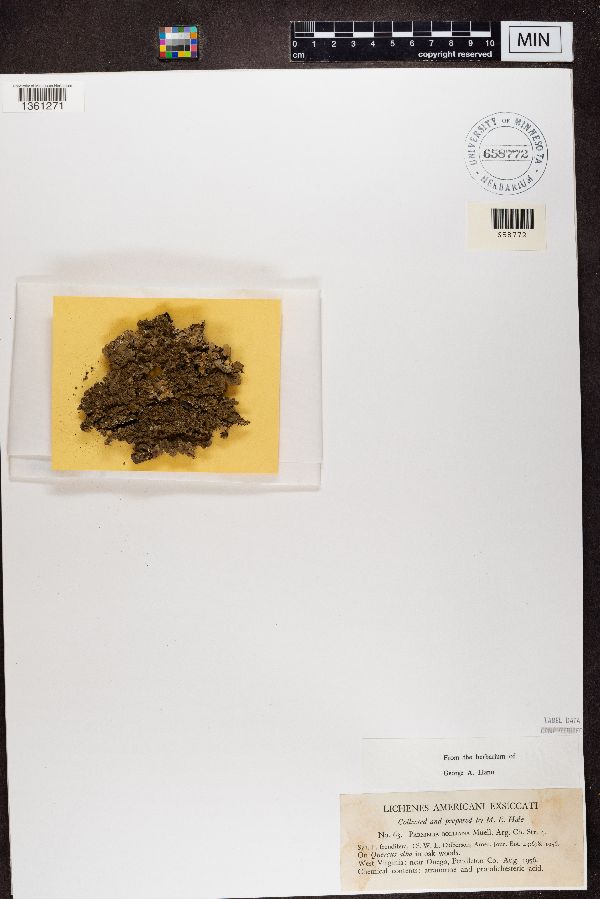 Punctelia bolliana image