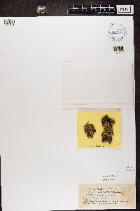 Usnocetraria oakesiana image