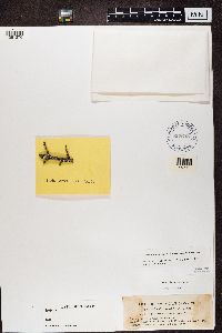 Parmeliopsis ambigua image