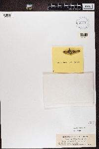 Vulpicida pinastri image