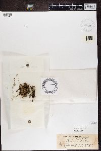 Pycnothelia papillaria image